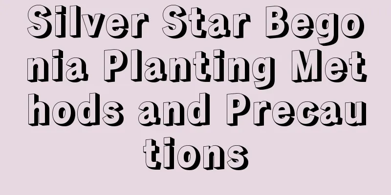 Silver Star Begonia Planting Methods and Precautions