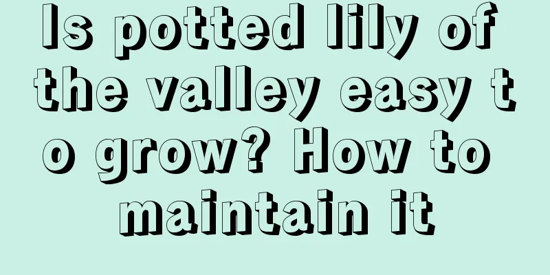 Is potted lily of the valley easy to grow? How to maintain it