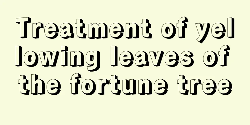 Treatment of yellowing leaves of the fortune tree