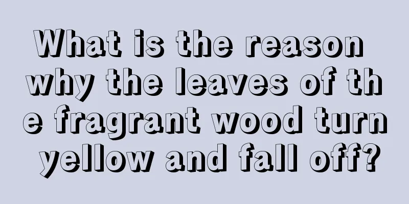 What is the reason why the leaves of the fragrant wood turn yellow and fall off?