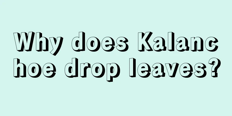 Why does Kalanchoe drop leaves?