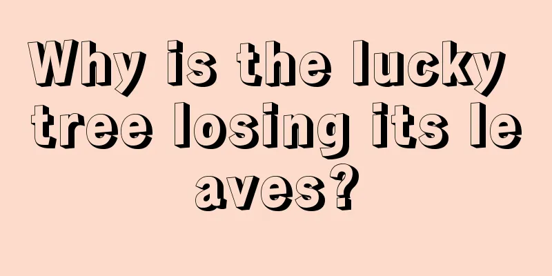 Why is the lucky tree losing its leaves?