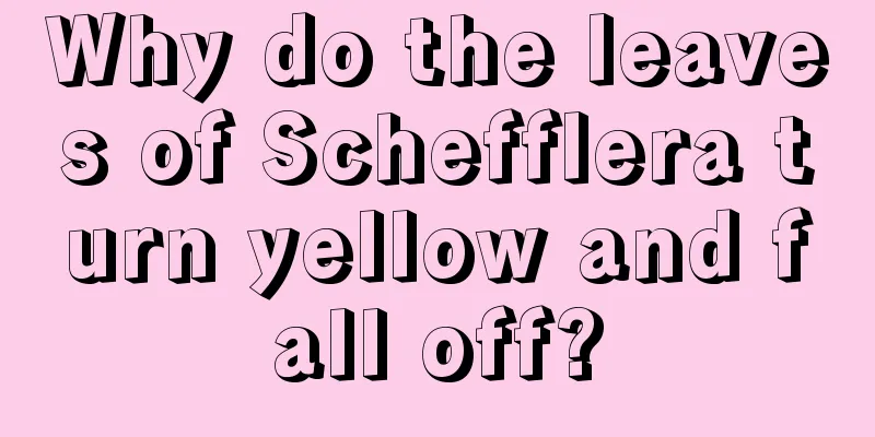 Why do the leaves of Schefflera turn yellow and fall off?