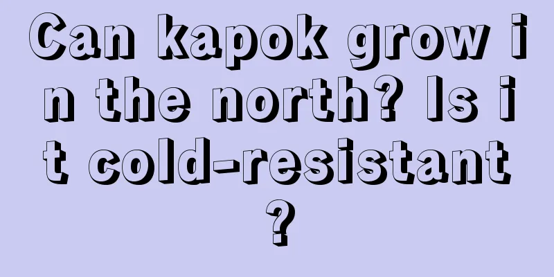 Can kapok grow in the north? Is it cold-resistant?