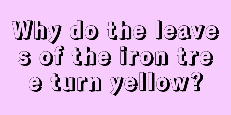 Why do the leaves of the iron tree turn yellow?