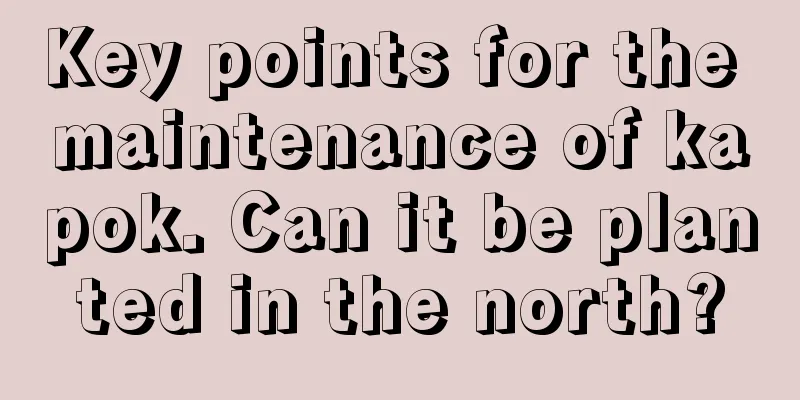 Key points for the maintenance of kapok. Can it be planted in the north?