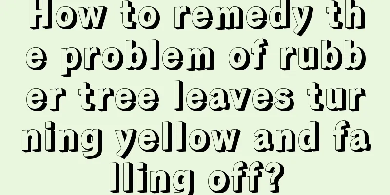 How to remedy the problem of rubber tree leaves turning yellow and falling off?