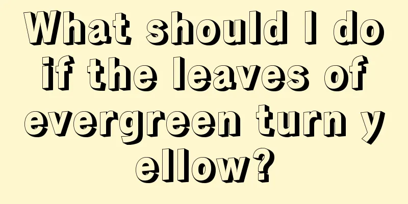 What should I do if the leaves of evergreen turn yellow?