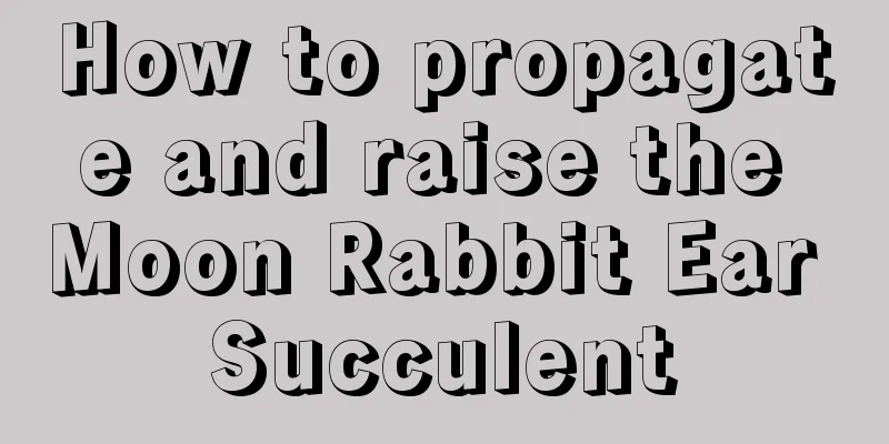 How to propagate and raise the Moon Rabbit Ear Succulent