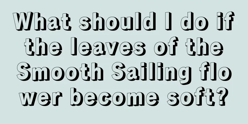 What should I do if the leaves of the Smooth Sailing flower become soft?