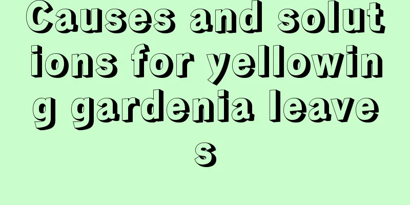 Causes and solutions for yellowing gardenia leaves