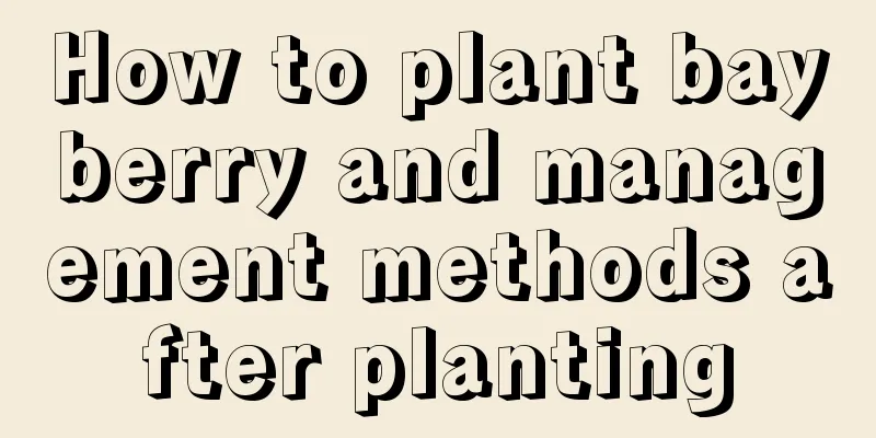 How to plant bayberry and management methods after planting