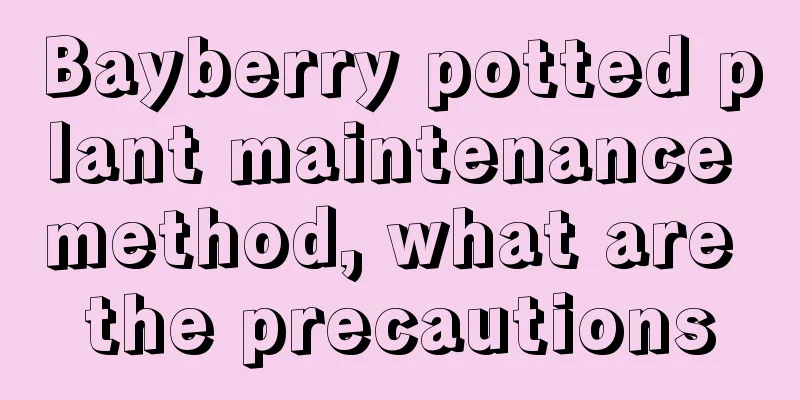 Bayberry potted plant maintenance method, what are the precautions