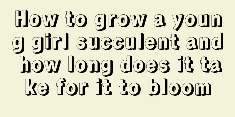 How to grow a young girl succulent and how long does it take for it to bloom