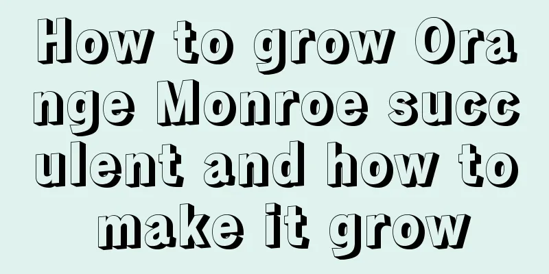 How to grow Orange Monroe succulent and how to make it grow