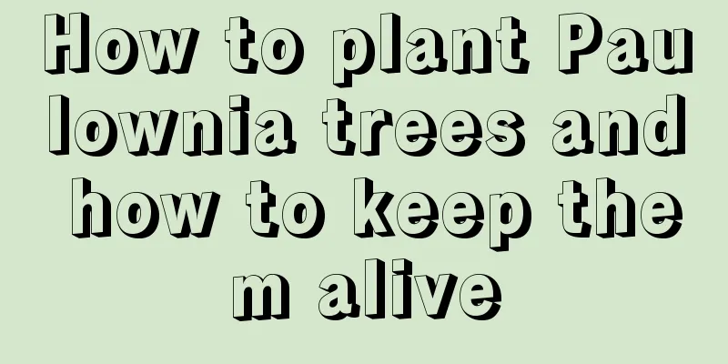 How to plant Paulownia trees and how to keep them alive