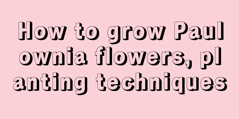 How to grow Paulownia flowers, planting techniques