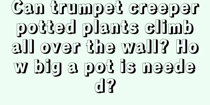 Can trumpet creeper potted plants climb all over the wall? How big a pot is needed?