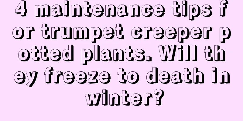 4 maintenance tips for trumpet creeper potted plants. Will they freeze to death in winter?