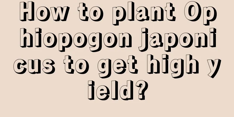 How to plant Ophiopogon japonicus to get high yield?