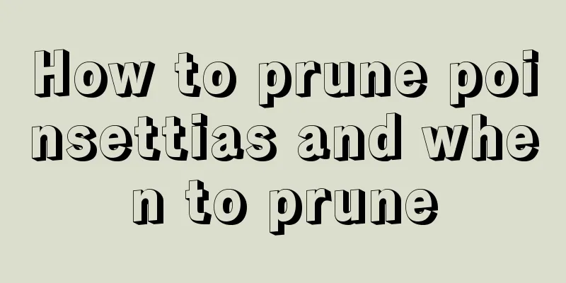 How to prune poinsettias and when to prune