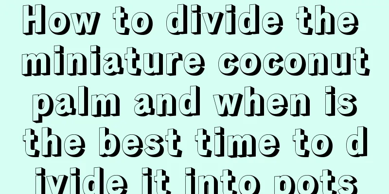 How to divide the miniature coconut palm and when is the best time to divide it into pots