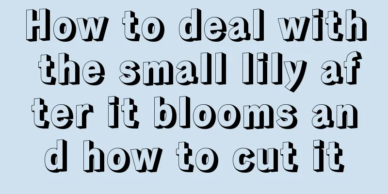 How to deal with the small lily after it blooms and how to cut it