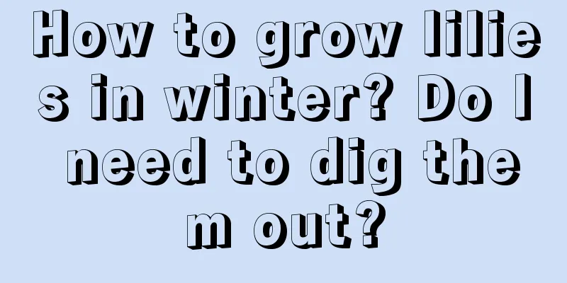 How to grow lilies in winter? Do I need to dig them out?