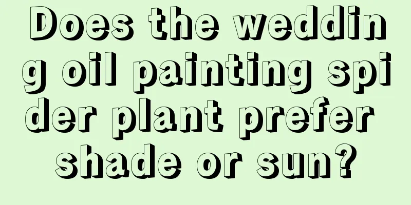 Does the wedding oil painting spider plant prefer shade or sun?