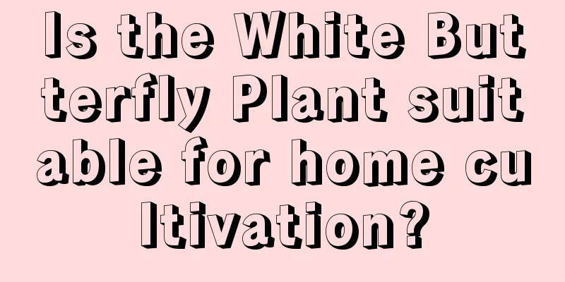 Is the White Butterfly Plant suitable for home cultivation?