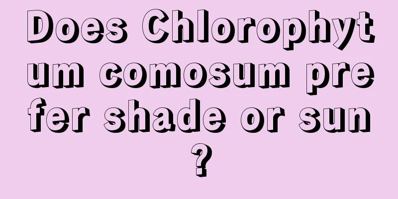 Does Chlorophytum comosum prefer shade or sun?