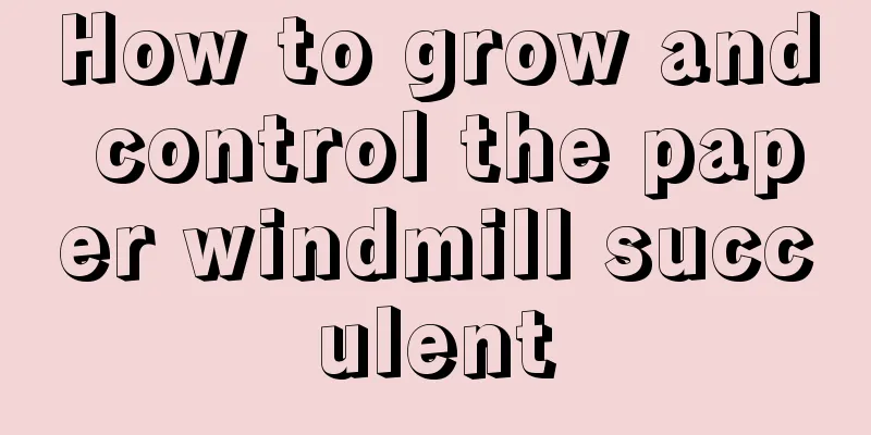 How to grow and control the paper windmill succulent