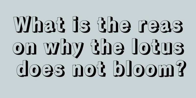 What is the reason why the lotus does not bloom?