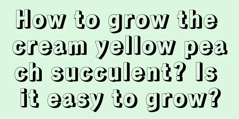 How to grow the cream yellow peach succulent? Is it easy to grow?