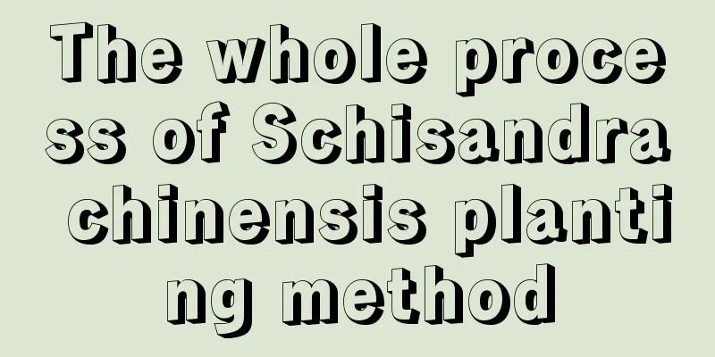 The whole process of Schisandra chinensis planting method