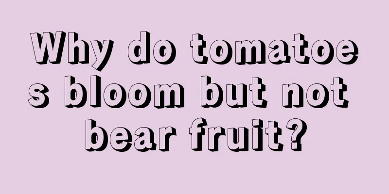 Why do tomatoes bloom but not bear fruit?