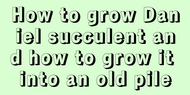 How to grow Daniel succulent and how to grow it into an old pile