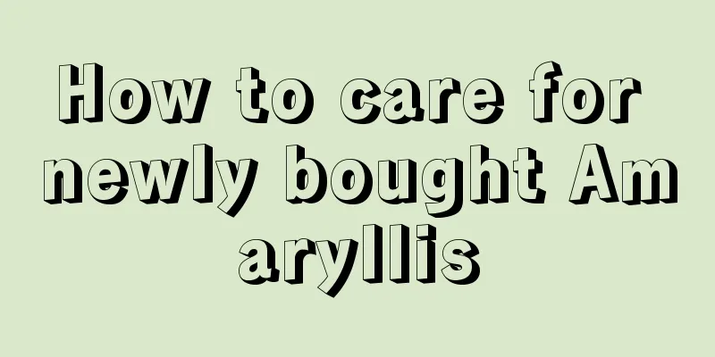 How to care for newly bought Amaryllis