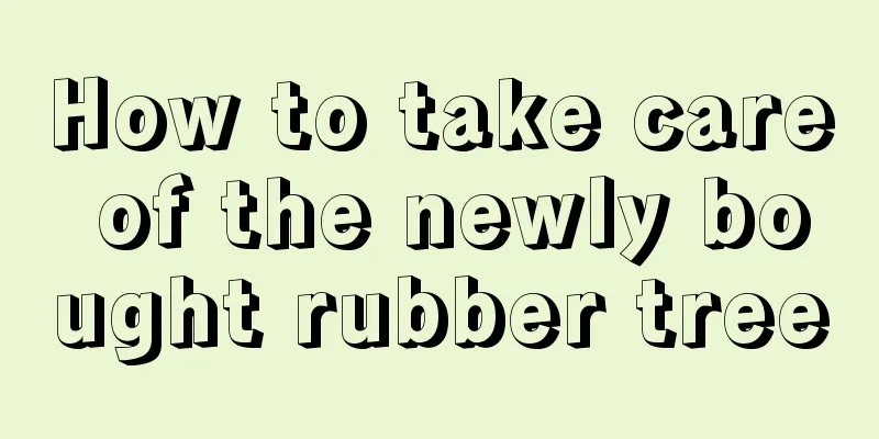 How to take care of the newly bought rubber tree