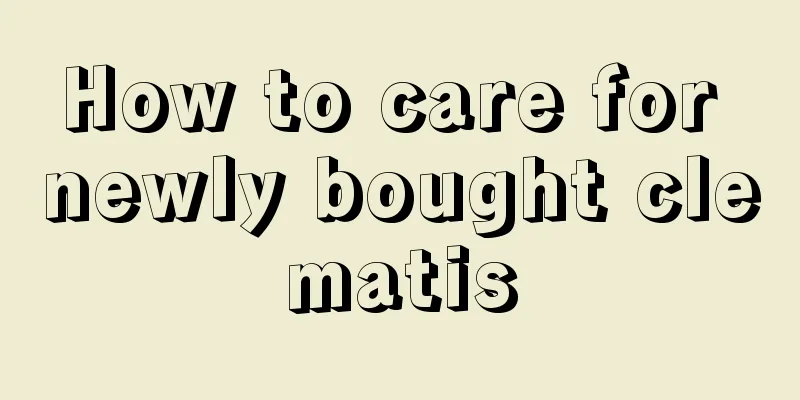 How to care for newly bought clematis