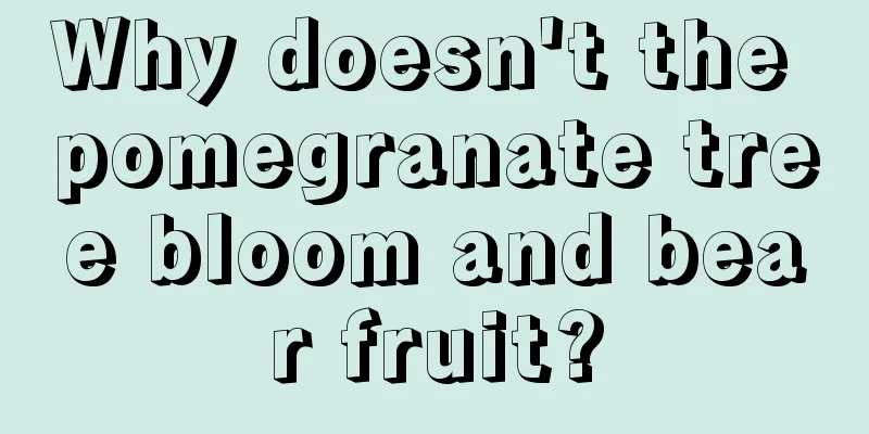 Why doesn't the pomegranate tree bloom and bear fruit?