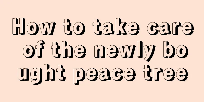 How to take care of the newly bought peace tree