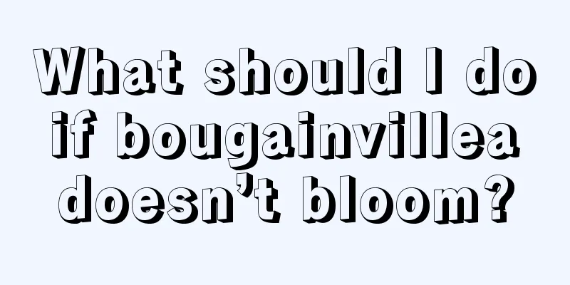 What should I do if bougainvillea doesn’t bloom?