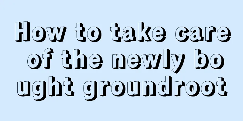 How to take care of the newly bought groundroot