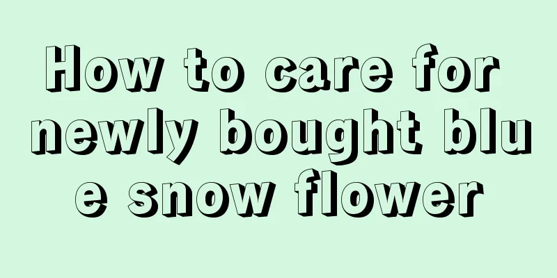 How to care for newly bought blue snow flower