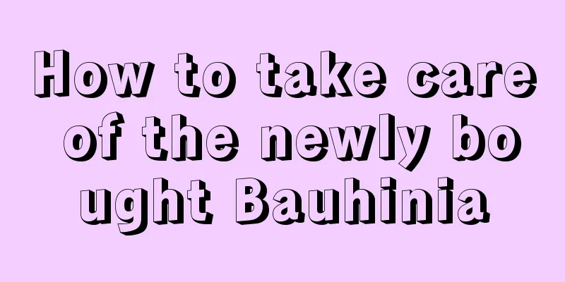 How to take care of the newly bought Bauhinia