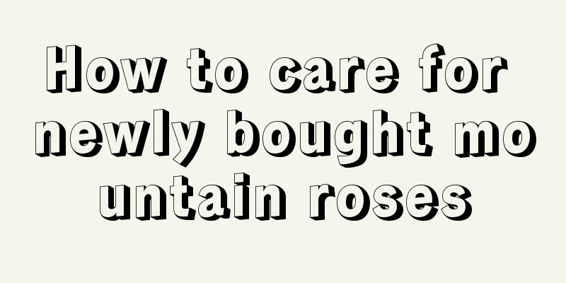 How to care for newly bought mountain roses