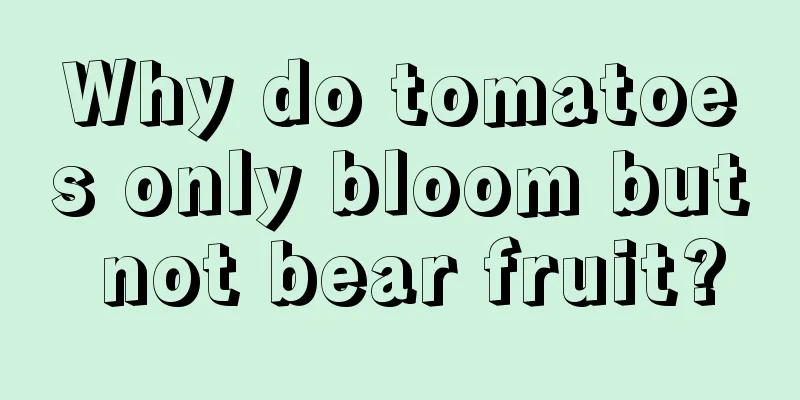 Why do tomatoes only bloom but not bear fruit?