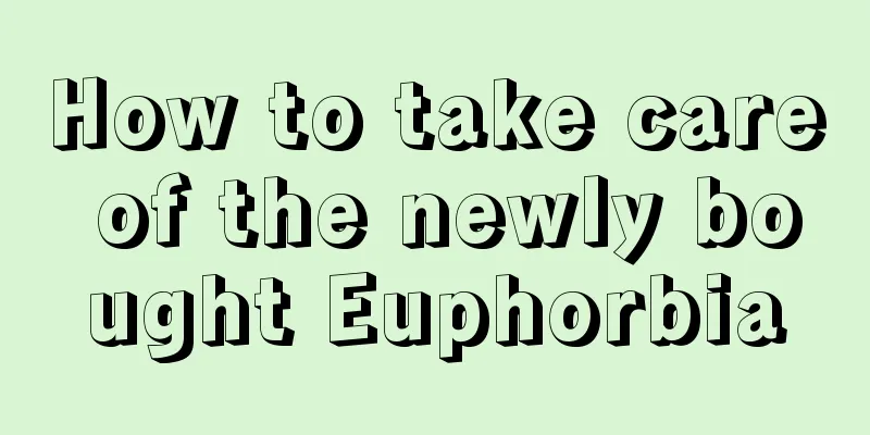 How to take care of the newly bought Euphorbia