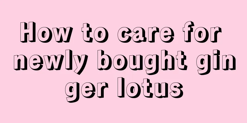 How to care for newly bought ginger lotus